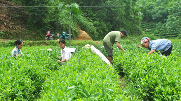  Thoái vốn, giải thể công ty nông, lâm nghiệp tỉnh Thái Nguyên